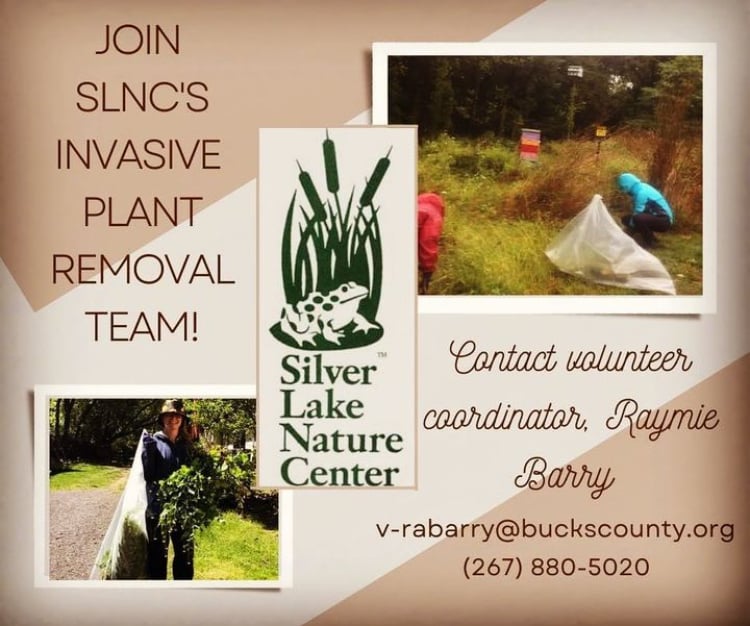 IPR Team Invasive Plants Removal Project Day